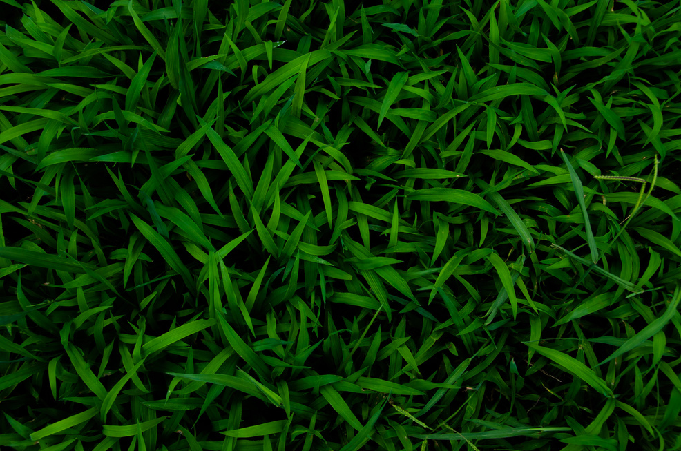 Dark Grass Background